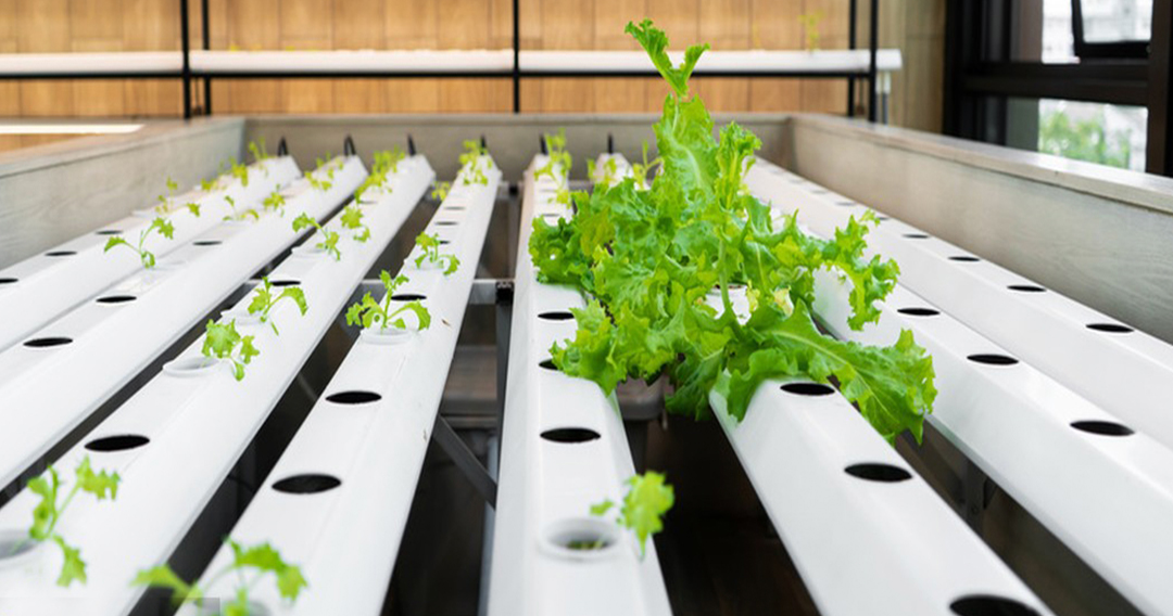 Full Analysis of Precautions for Plant Factory Use