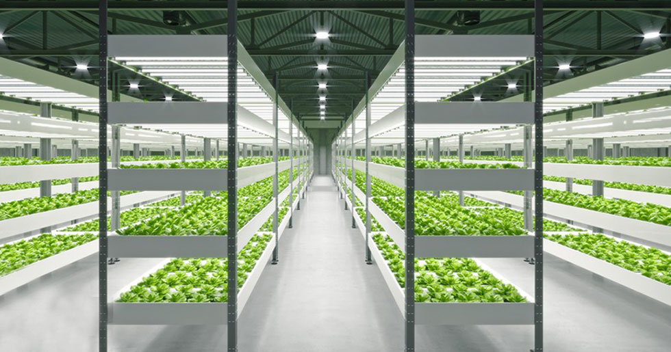 How will plant factories develop in the future?