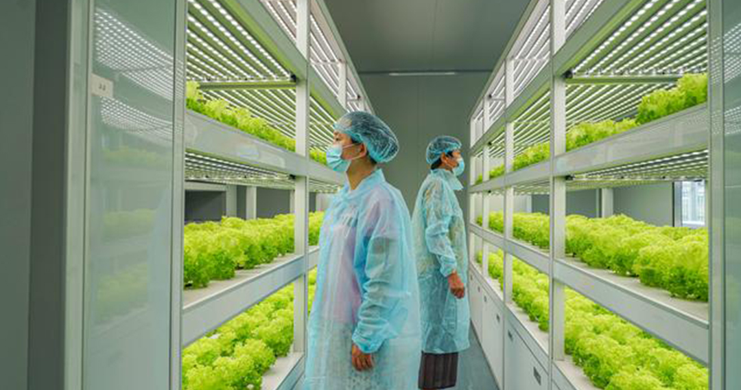 What are the five core challenges in hydroponic leafy vegetable production in plant factories?