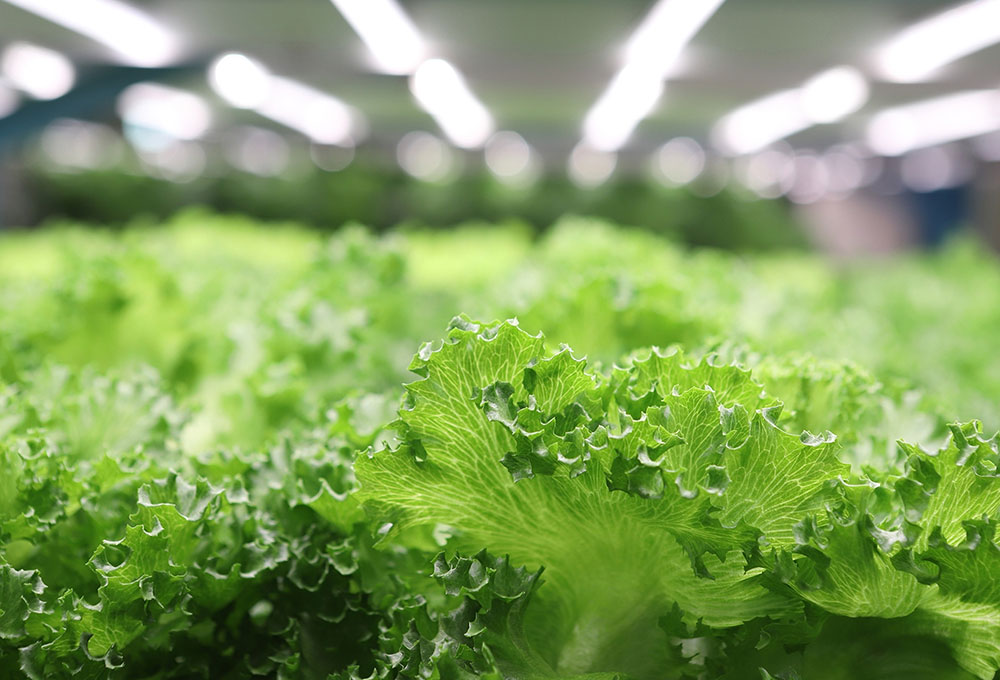 Fully automatic leafy vegetable plant factory