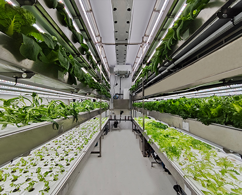 Land container vegetable factory