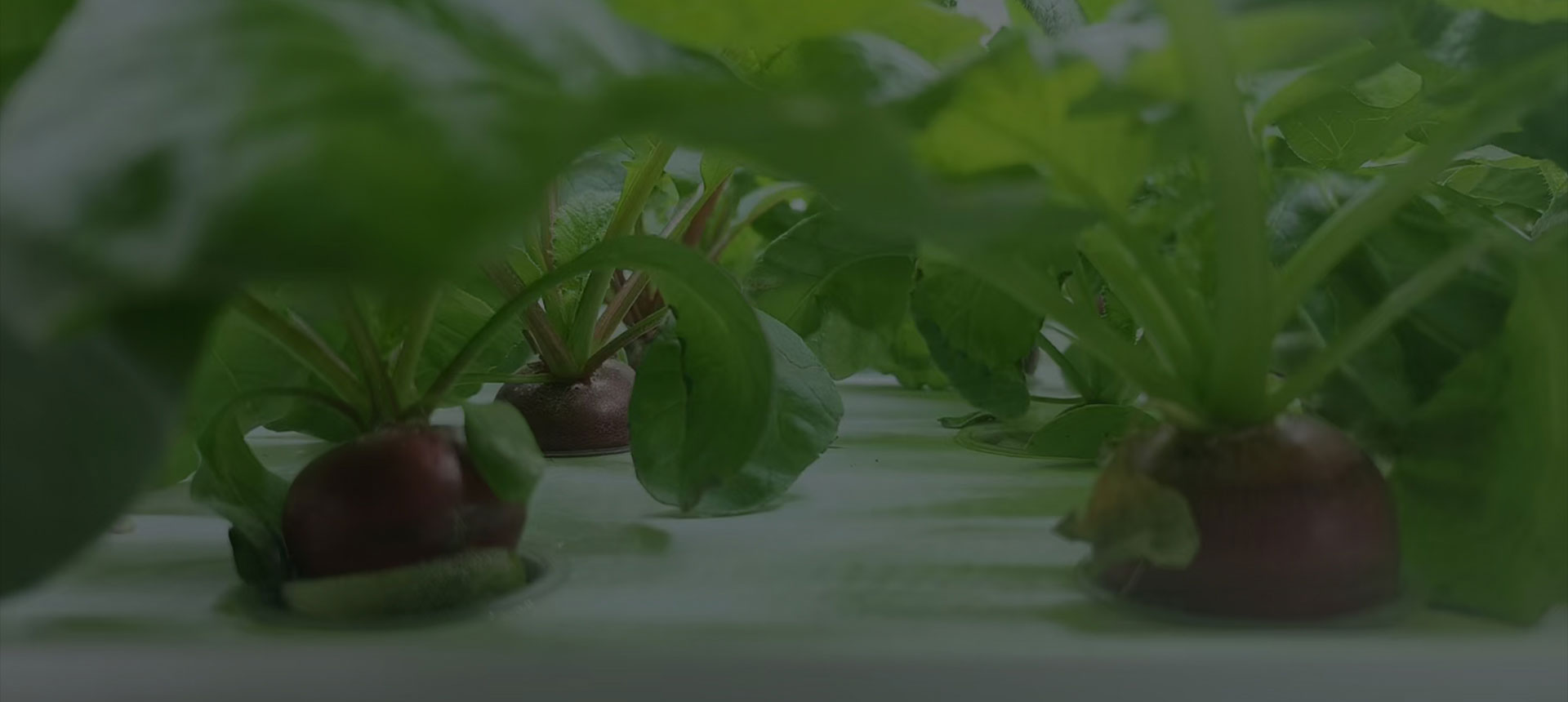 Green and pollution-free