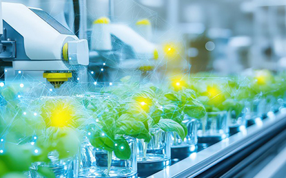 Stable and High yield